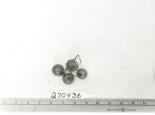 Click for 1 image(s) for this accession. FRUIT